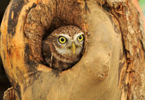 Little Owl by Louise Heusinkveld