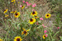 Black Eyed Susans von Louise Heusinkveld