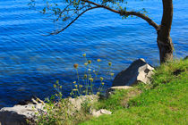 Tree, Wildflowers, and Rocks von Louise Heusinkveld