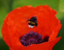  Hummelflug über Mohn, Bumblebee on poppy von Sabine Radtke