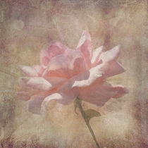 Soft Pink Grunge Rose von Rosalie Scanlon