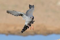 Gabar Goshawk in flight,taken in Kalahari Desert , South Africa von Yolande  van Niekerk