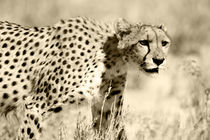 Kalahari Cheetah by Yolande  van Niekerk