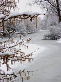 'Catkins on Ice' von Juergen Seidt