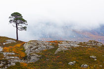 Lone Tree in the  Mist von Louise Heusinkveld