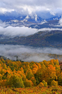 Misty day in the Cairngorms by Louise Heusinkveld