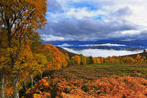 Misty day in the Cairngorms II von Louise Heusinkveld