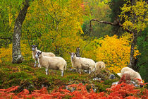 Sheep Grazing in Autumn by Louise Heusinkveld