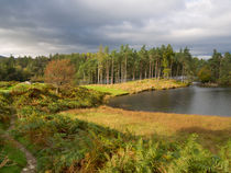 Tarn Hows in autumn, Cumbria von Louise Heusinkveld