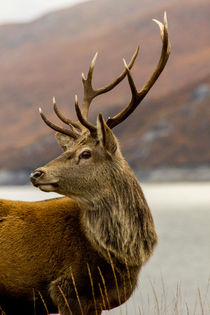 Red Deer Stag With Antlers von Derek Beattie