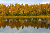 Autumn forest reflected in the water von larisa-koshkina