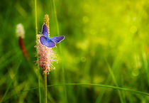 Butterfly on a flower von larisa-koshkina