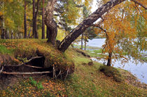 Autumn forest von larisa-koshkina