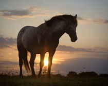 Sunset Delight by Henri Ton