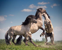 Dancing Horses. by Henri Ton