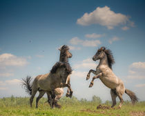 Prancing Horses. by Henri Ton