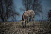 Precious Little One by Henri Ton