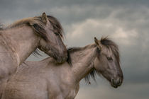 Into the Wild by Henri Ton