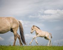 The Little One by Henri Ton