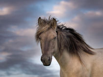 A horse with no name von Henri Ton