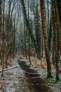 Winter Birch von David Tinsley