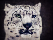 Schneeleopard by AD DESIGN Photo + PhotoArt