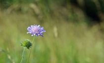 Blume auf Wiese von jstauch