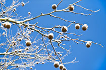 Ast im Winterhimmel von caladoart