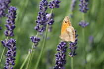kleiner Helfer, butterfly von Christian Busch