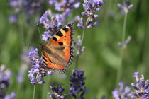 kleiner Helfer, butterfly by Christian Busch