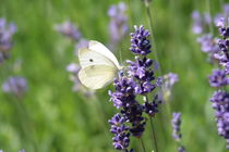 kleiner Helfer, butterfly by Christian Busch