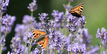 fleißige Helferlein, butterfly von Christian Busch