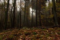 Palatinate Forest in autumn von Iryna Mathes