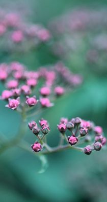 LITTLE BALLS von Ivonne Wentzler