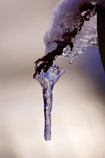 Eiszapfen am Zweig, Icicles on branch von Sabine Radtke