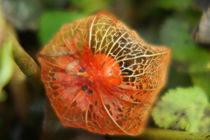 Filigrane Fruchthülle, filigree fruit cover von Sabine Radtke