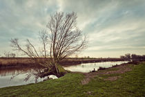 Alte Weide am Fluss von Beate Zoellner