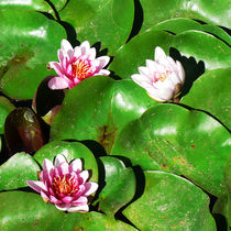 Drei rosa Seerosen, pink water lilies von Sabine Radtke