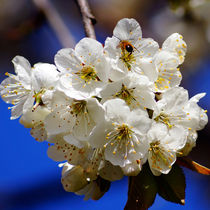 Honigbiene im Kirschblütenreich von Sabine Radtke