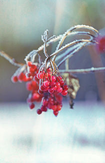 Spell of Winter, rowan berry #2 von Eva Stadler
