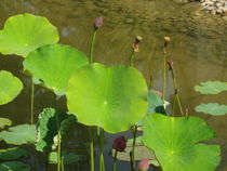 Wasserpflanzen von Susanne Winkels