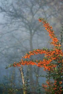 Novembermorgen von Heidrun Lutz