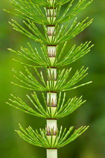 Spross des Riesen-Schachtelhalms / stem of Great horsetail  von gfc-collection