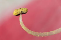Staubgefäss einer Amaryllis-Blüte / Stamen of an Amaryllis flower  by gfc-collection