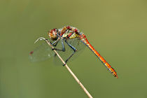 Gemeine Heidelibelle / Male of Vagrant Darter von gfc-collection