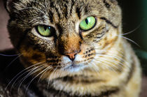 Cat von digidreamgrafix