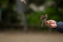 Bird seed by Detlef Koethner