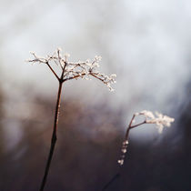 frozen flower by Eva Stadler