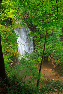 Falling Foss Waterfall in North York Moors National Park von Louise Heusinkveld