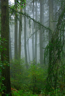 Misty Woodland by Louise Heusinkveld